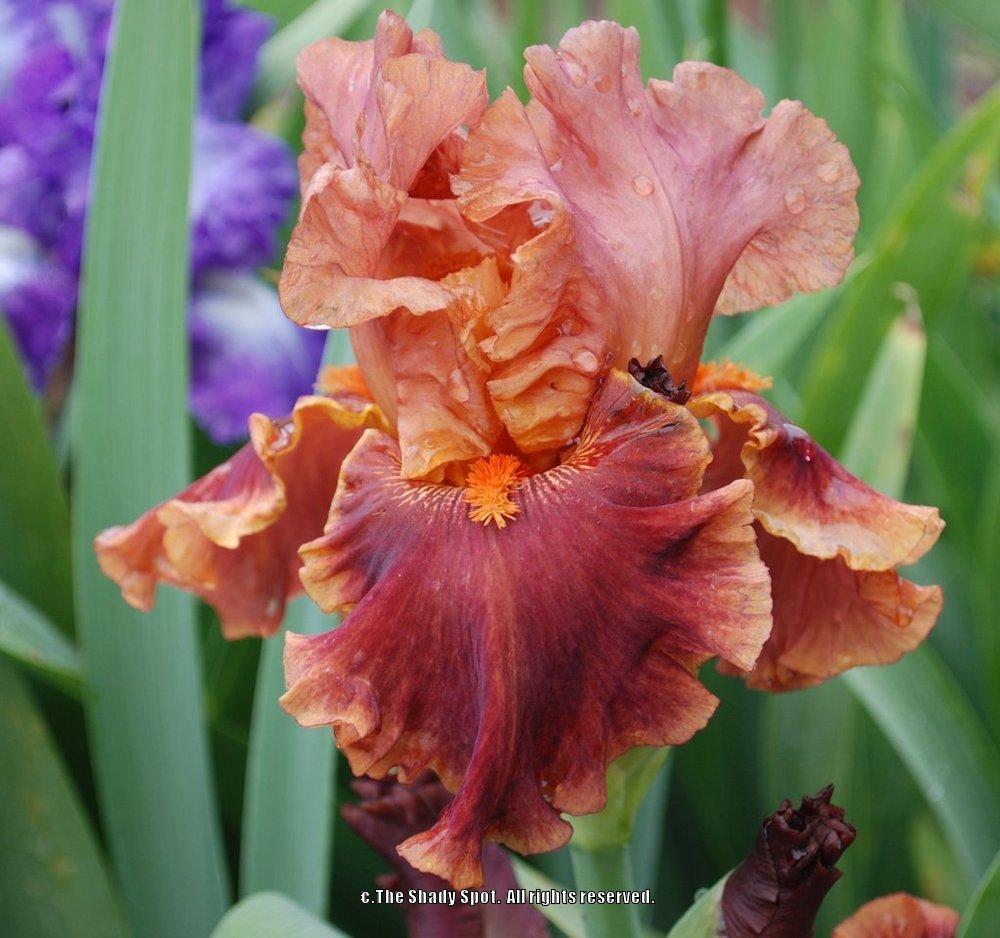 Photo of Tall Bearded Iris (Iris 'Drinks at Sunset') uploaded by lovemyhouse