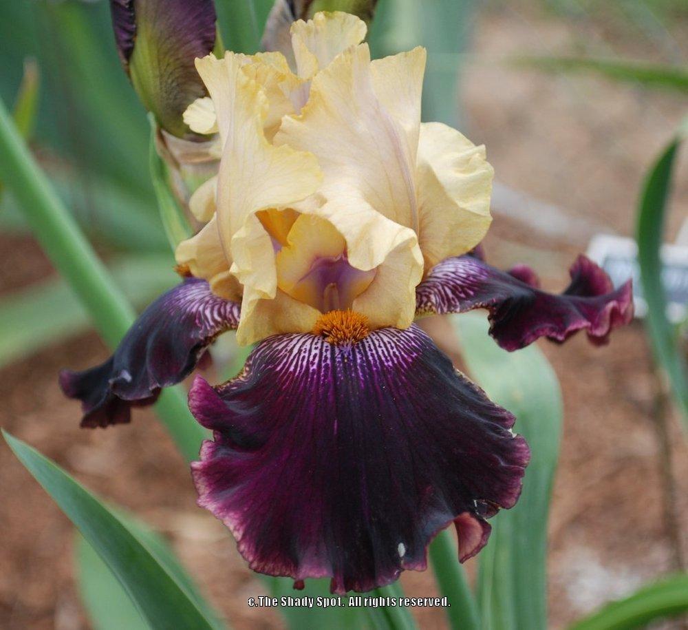 Photo of Tall Bearded Iris (Iris 'Buga Gera') uploaded by lovemyhouse