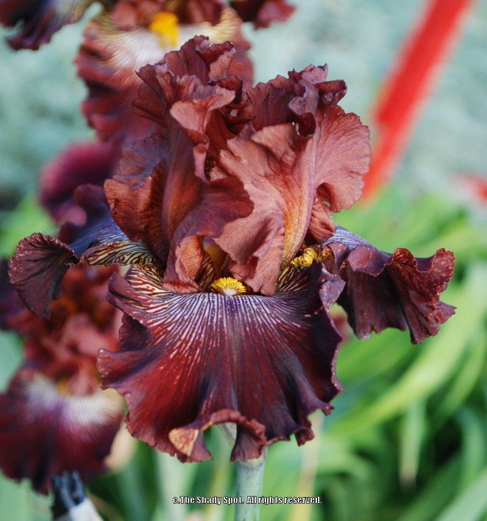 Photo of Tall Bearded Iris (Iris 'Dare Me') uploaded by lovemyhouse