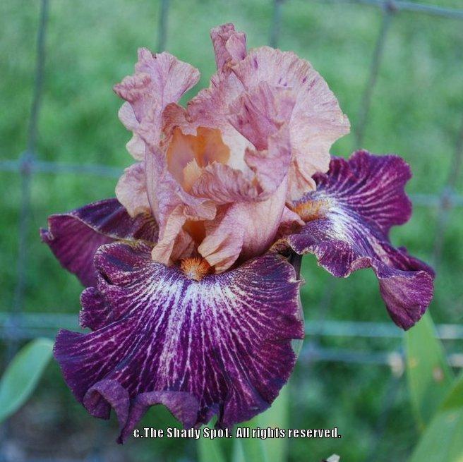 Photo of Tall Bearded Iris (Iris 'Artistic Web') uploaded by lovemyhouse