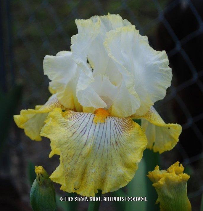 Photo of Tall Bearded Iris (Iris 'Calamity Carol') uploaded by lovemyhouse