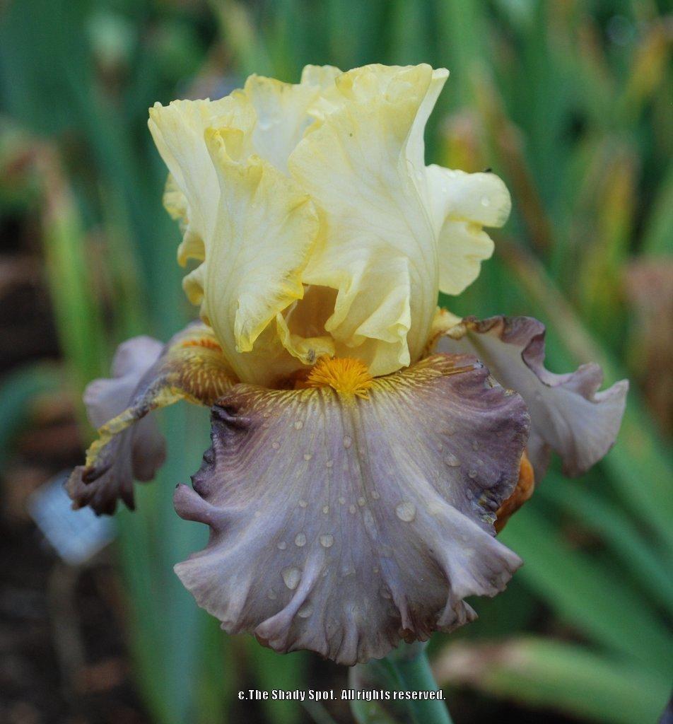 Photo of Tall Bearded Iris (Iris 'Sunshine on My Shoulders') uploaded by lovemyhouse
