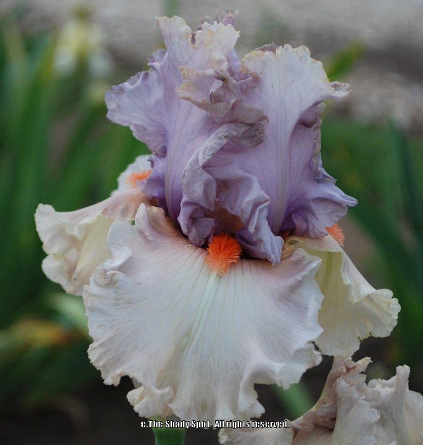 Photo of Tall Bearded Iris (Iris 'Careless Whisper') uploaded by lovemyhouse