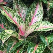 leaves darken with age with brighest pink on new leaves