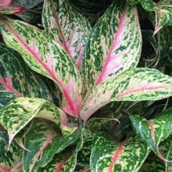 Location: garden nursery Miami FL
Date: 2016-12
leaves darken with age with brighest pink on new leaves
