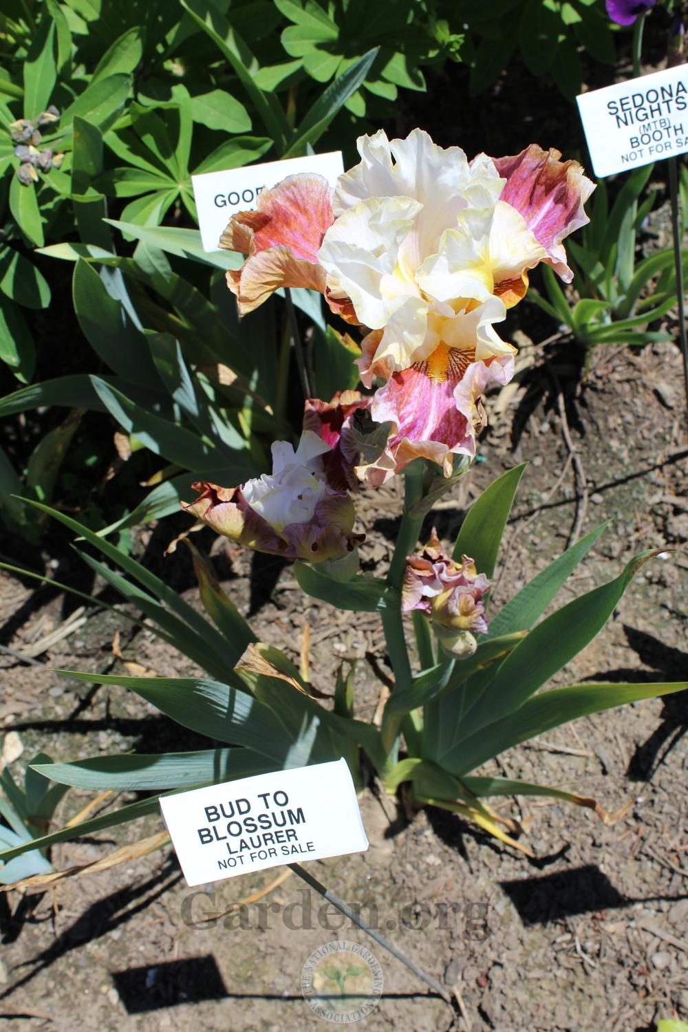 Photo of Tall Bearded Iris (Iris 'Bud to Blossom') uploaded by HighdesertNiki