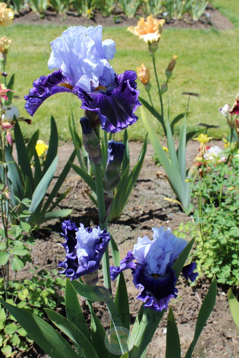 Photo of Tall Bearded Iris (Iris 'Blueberry Boat') uploaded by HighdesertNiki