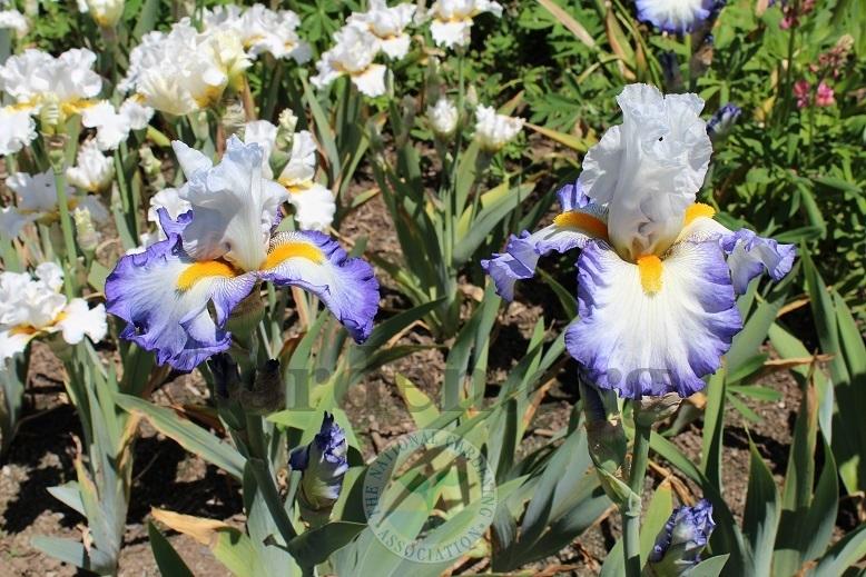 Photo of Tall Bearded Iris (Iris 'Brilliant Idea') uploaded by HighdesertNiki