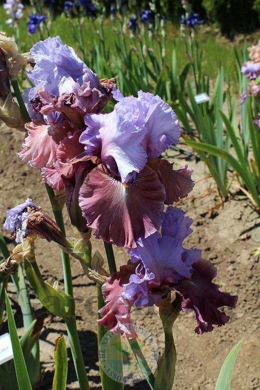 Photo of Tall Bearded Iris (Iris 'Chasing Destiny') uploaded by HighdesertNiki