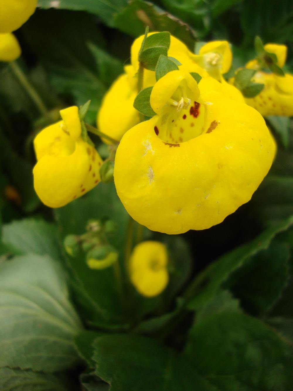 Photo of Pocketbook Plant (Calceolaria) uploaded by Paul2032