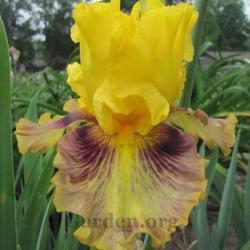 Location: My Garden - Delphi, Indiana
Date: 5/2017
Iris Casaba front view