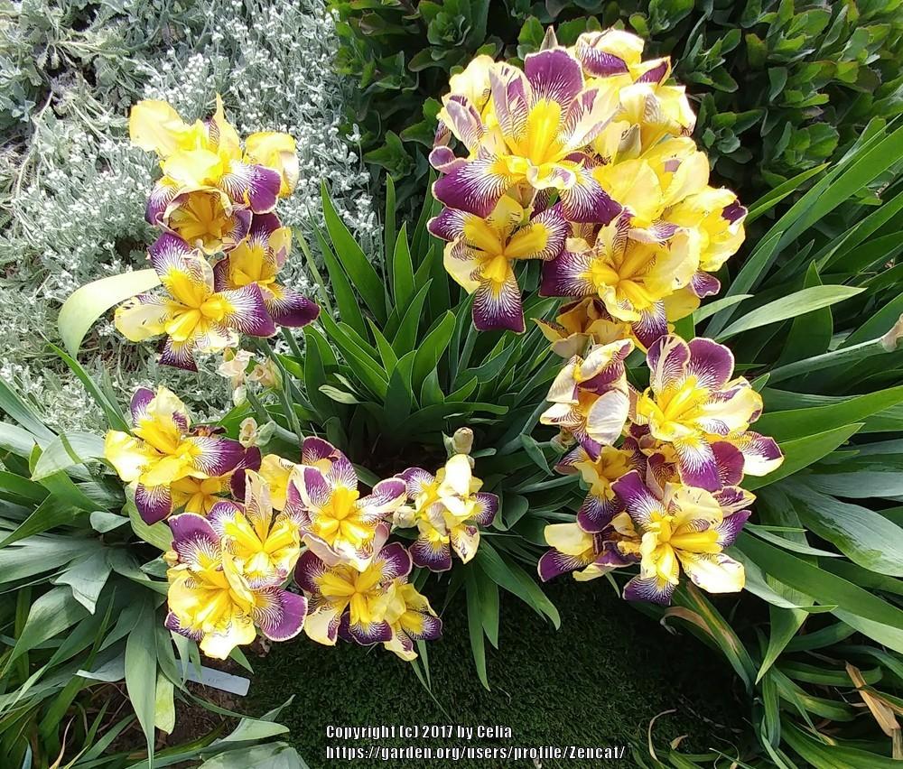 Photo of Intermediate Bearded Iris (Iris 'Loreley') uploaded by Zencat