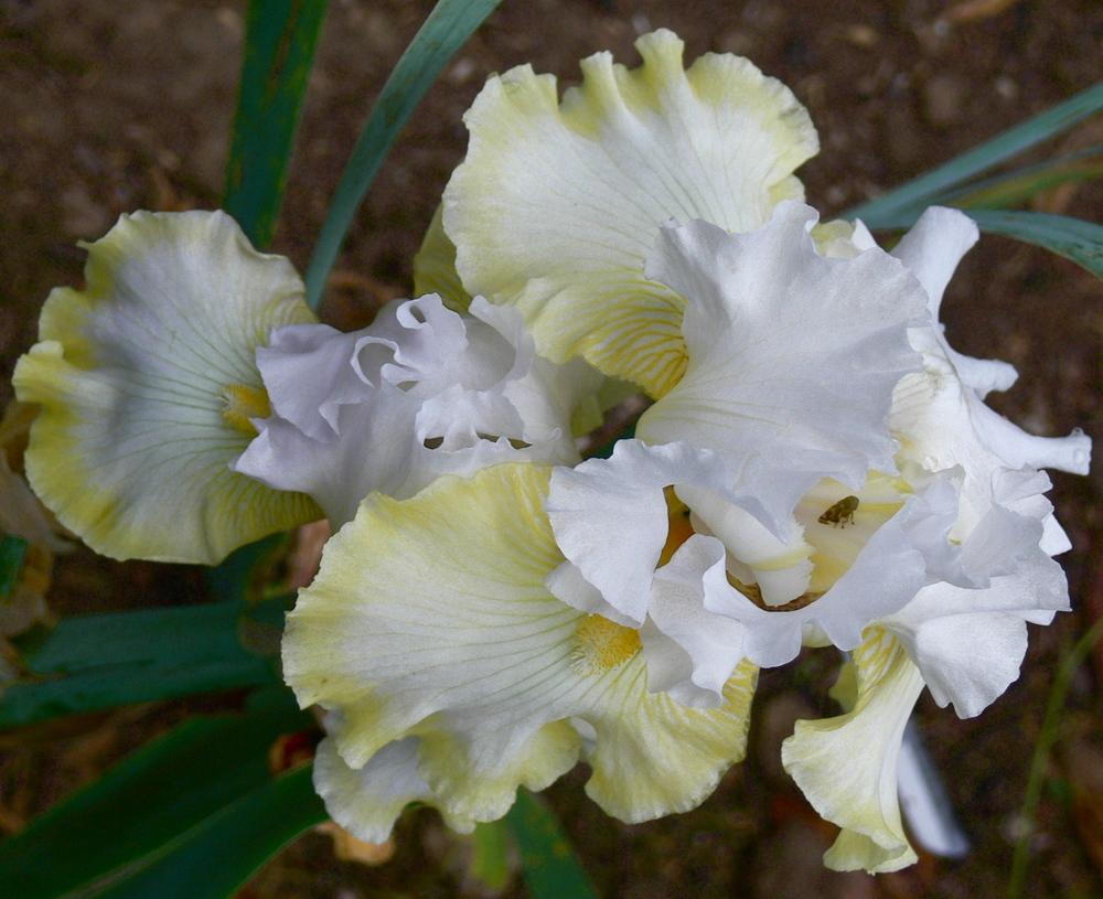 Photo of Tall Bearded Iris (Iris 'Banana Cream Pie') uploaded by janwax