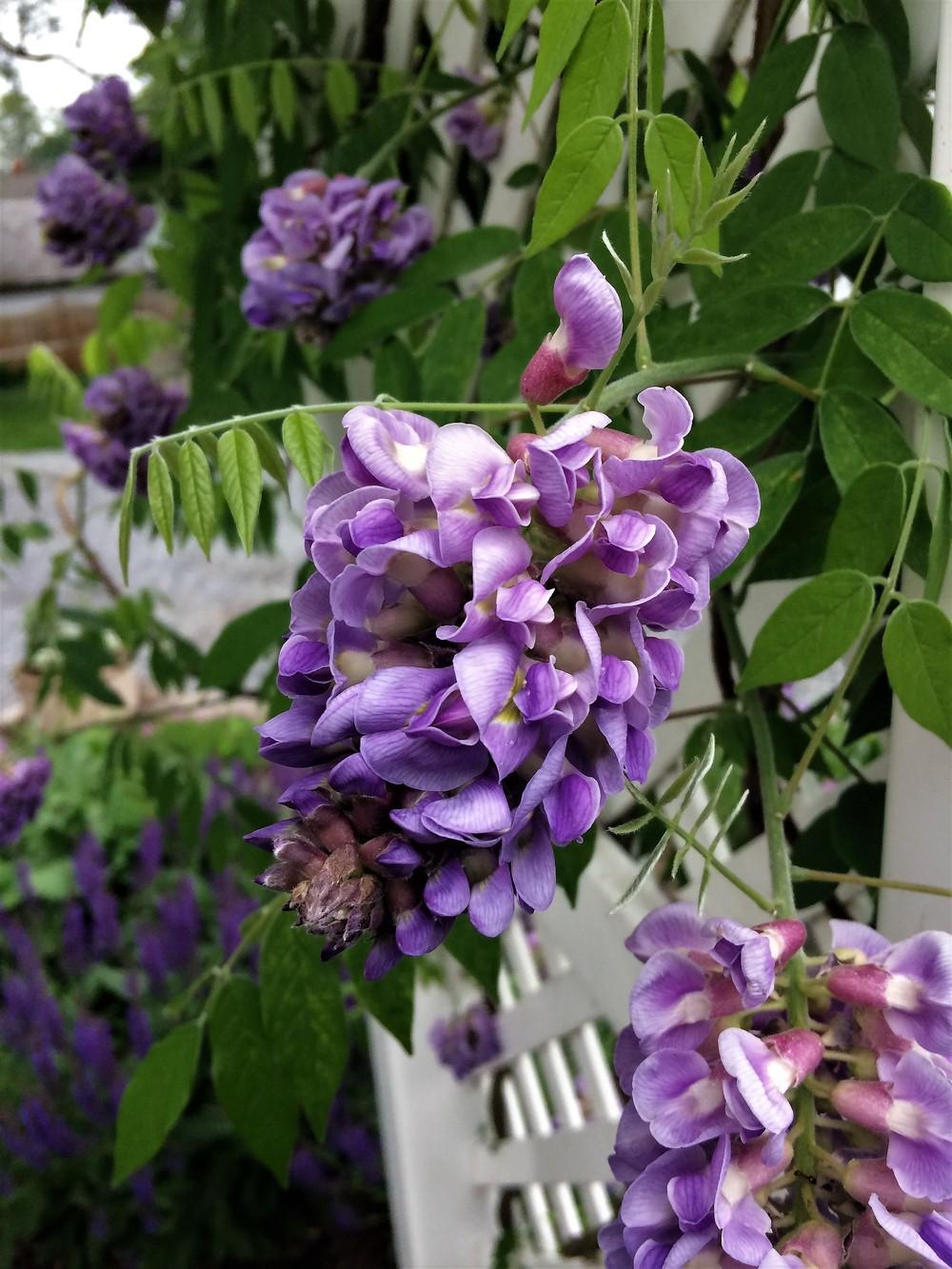 Photo of American Wisteria (Wisteria frutescens) uploaded by nativeplantlover