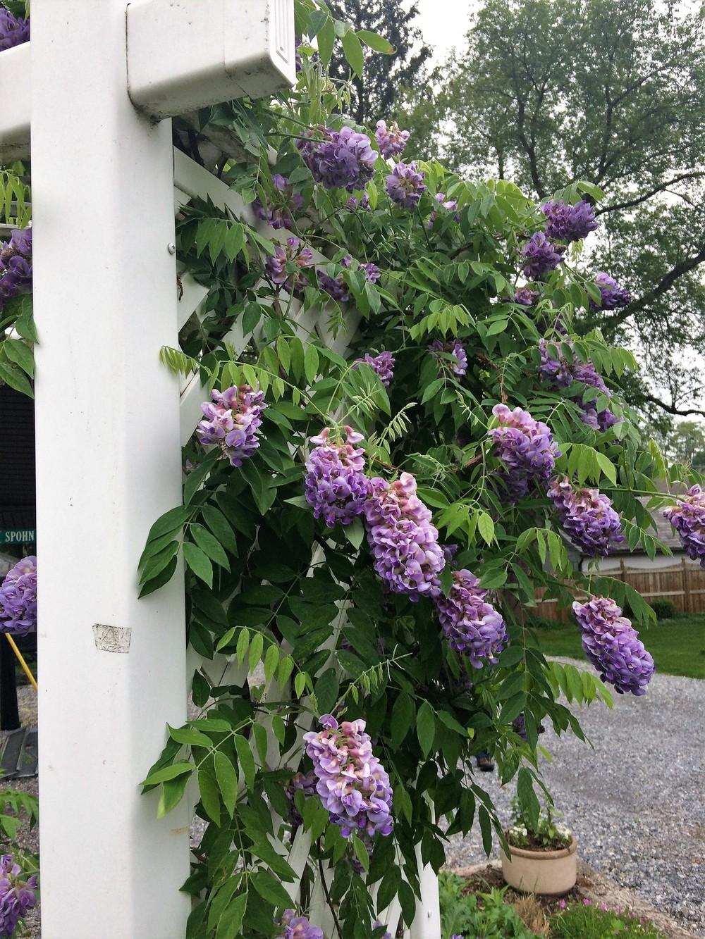 Photo of American Wisteria (Wisteria frutescens) uploaded by nativeplantlover
