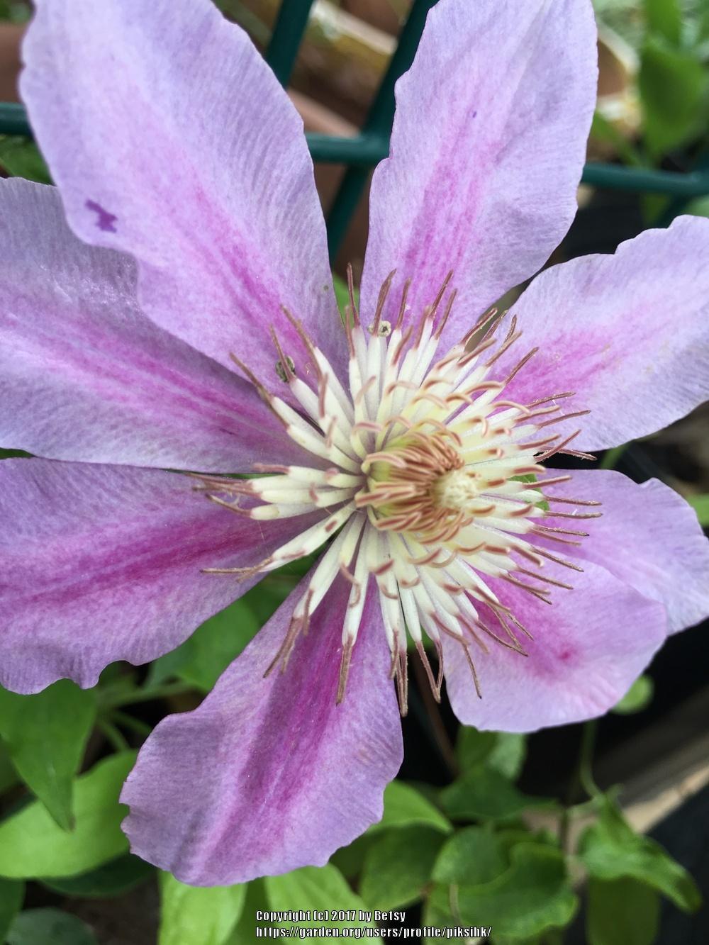 Photo of Clematis 'Bees' Jubilee' uploaded by piksihk