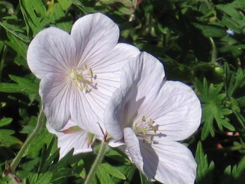 Photo of Geranium (Geranium clarkei 'Kashmir White') uploaded by pjnew