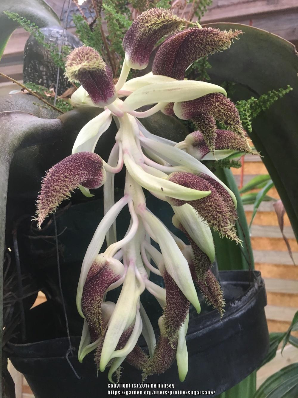 Photo of Orchid (Bulbophyllum phalaenopsis) uploaded by sugarcane