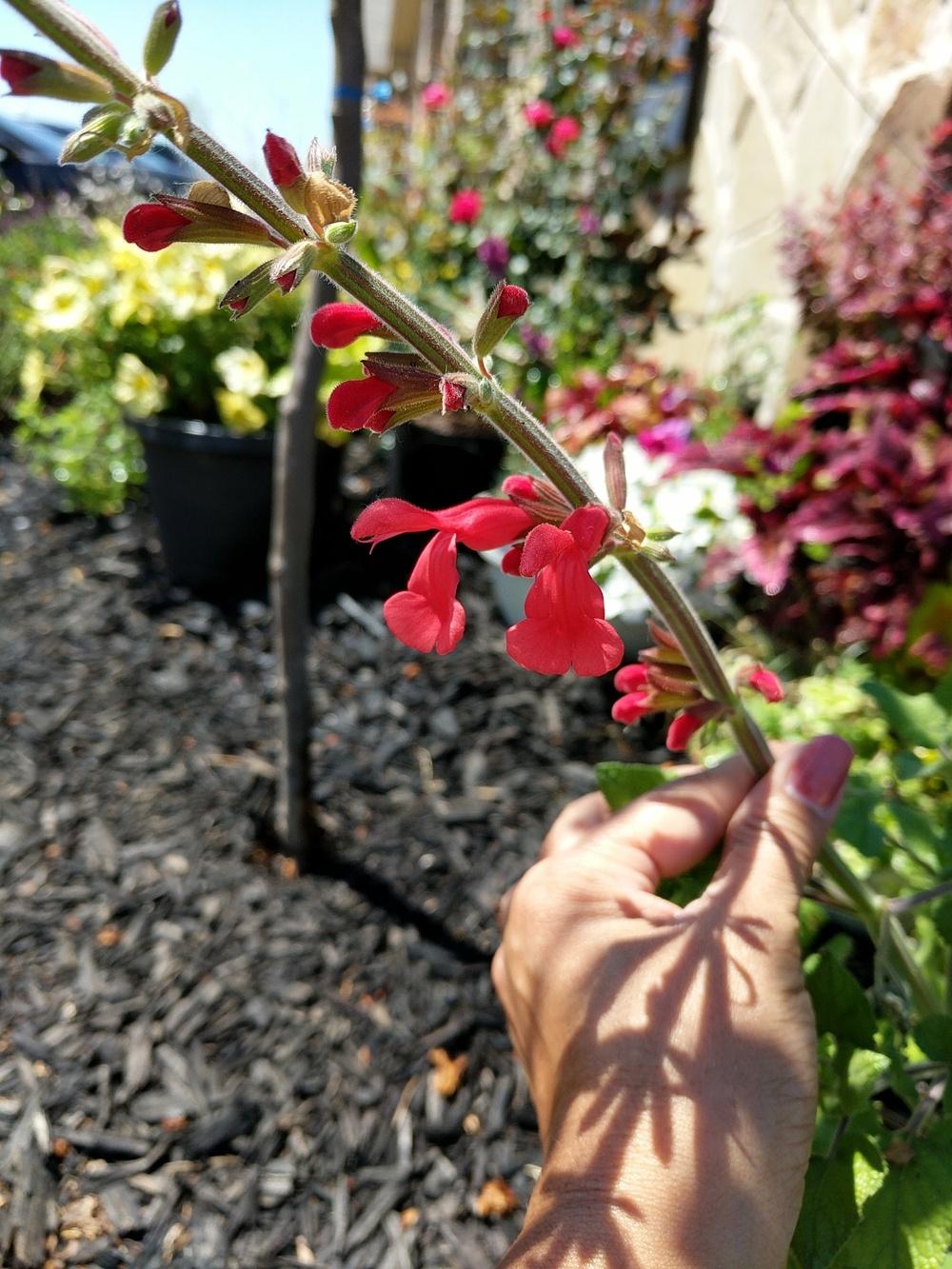 Photo of Red Mountain Sage (Salvia darcyi) uploaded by variegatagal