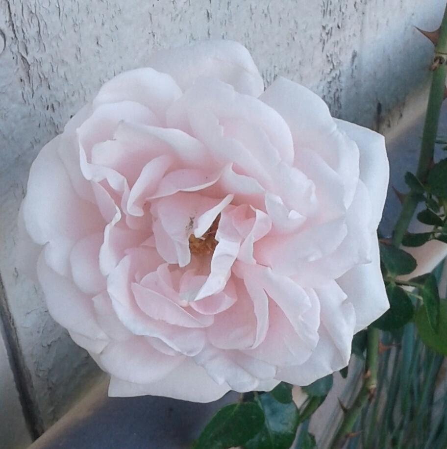 Photo of Rose (Rosa 'New Dawn') uploaded by Agoo