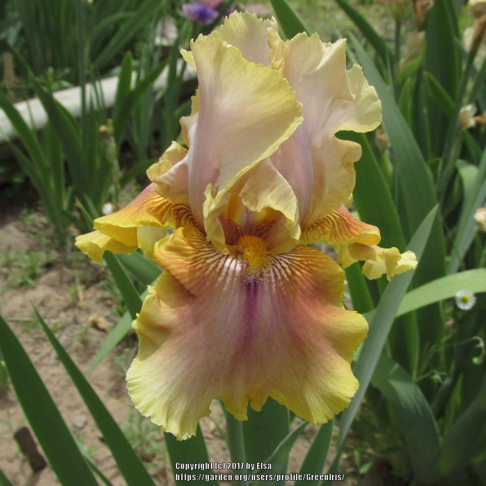 Photo of Tall Bearded Iris (Iris 'Polish Princess') uploaded by GreenIris