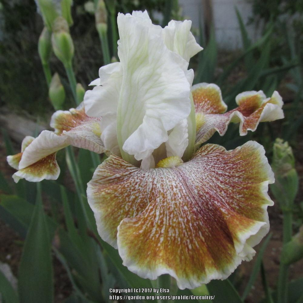 Photo of Tall Bearded Iris (Iris 'Owyhee Desert') uploaded by GreenIris