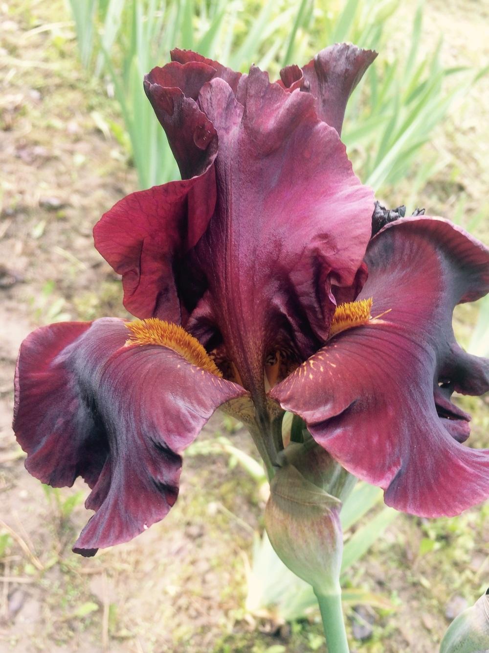 Photo of Tall Bearded Iris (Iris 'Gorby's Red') uploaded by Lbsmitty
