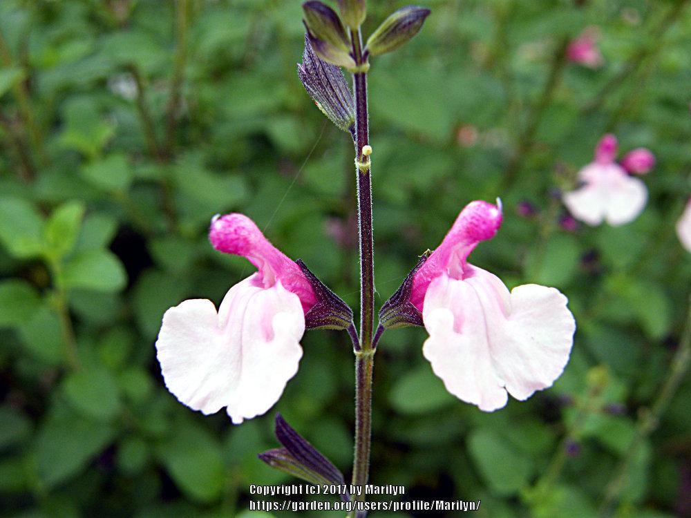 Photo of Autumn Sage (Salvia 'Dancing Dolls') uploaded by Marilyn
