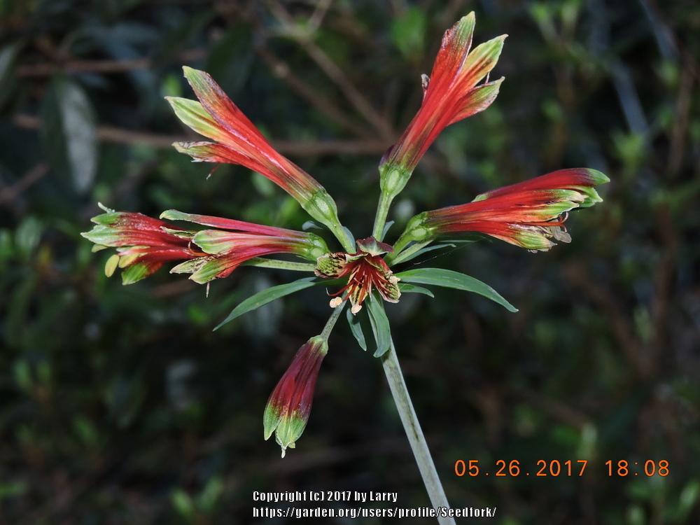 Photo of Peruvian Lily (Alstroemeria psittacina) uploaded by Seedfork