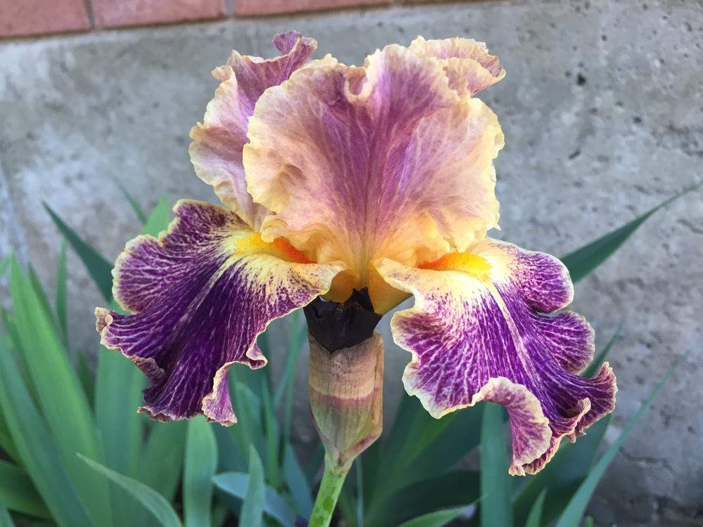 Photo of Tall Bearded Iris (Iris 'Elizabethan Age') uploaded by SpringGreenThumb