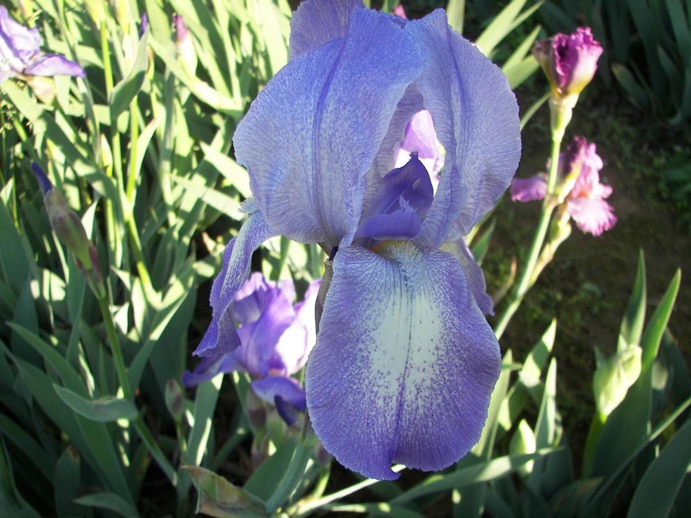 Photo of Tall Bearded Iris (Iris 'Blue Shimmer') uploaded by alilyfan