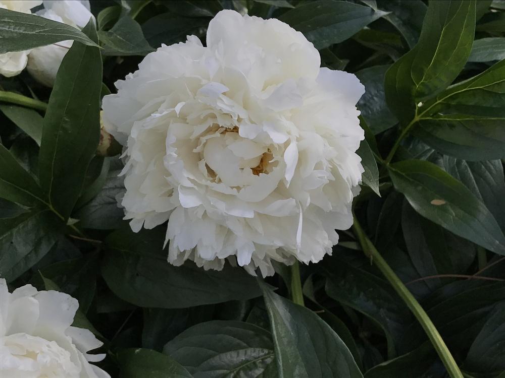 Photo of Chinese Peony (Paeonia lactiflora 'Bowl of Cream') uploaded by bxncbx