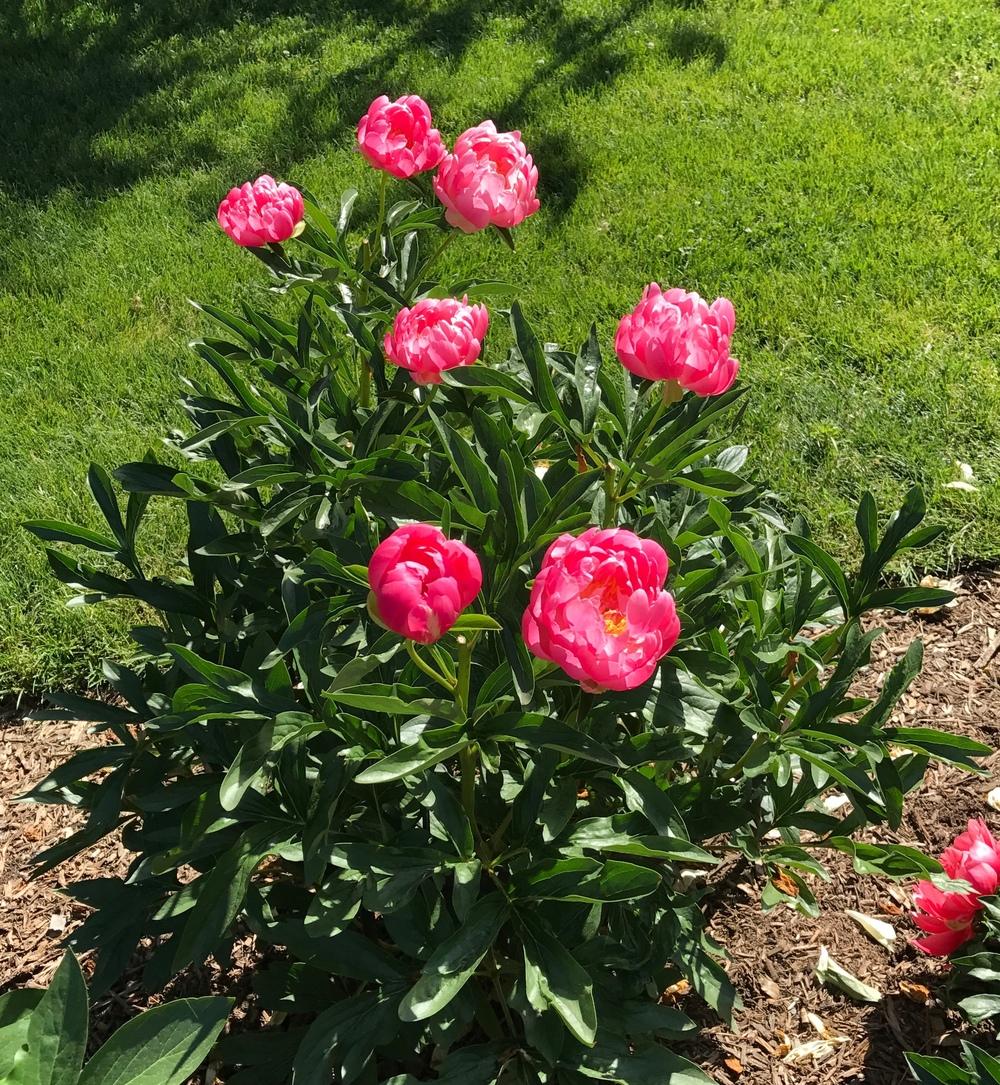 Photo of Garden Peony (Paeonia 'Coral Supreme') uploaded by bxncbx