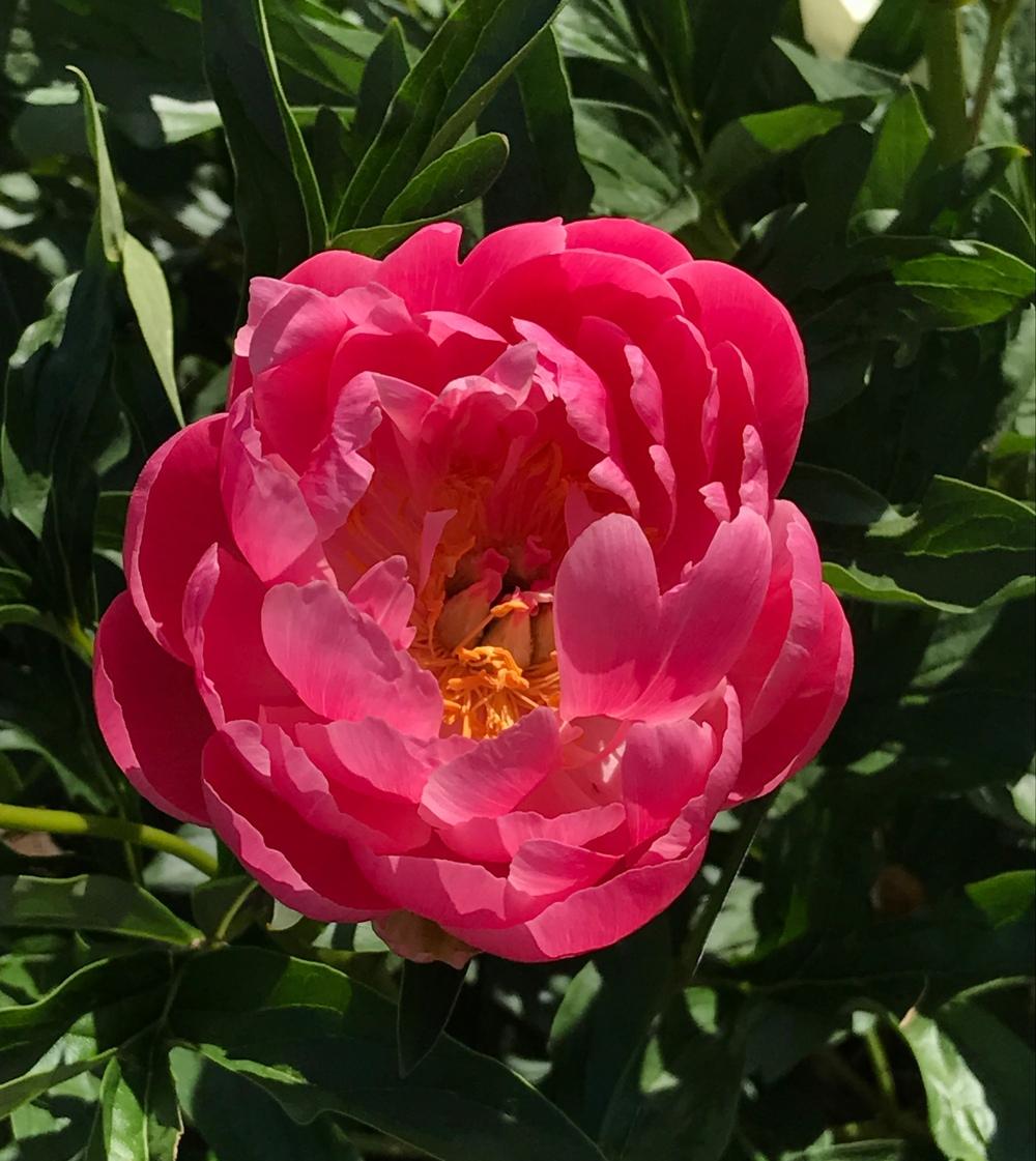 Photo of Garden Peony (Paeonia 'Coral Supreme') uploaded by bxncbx