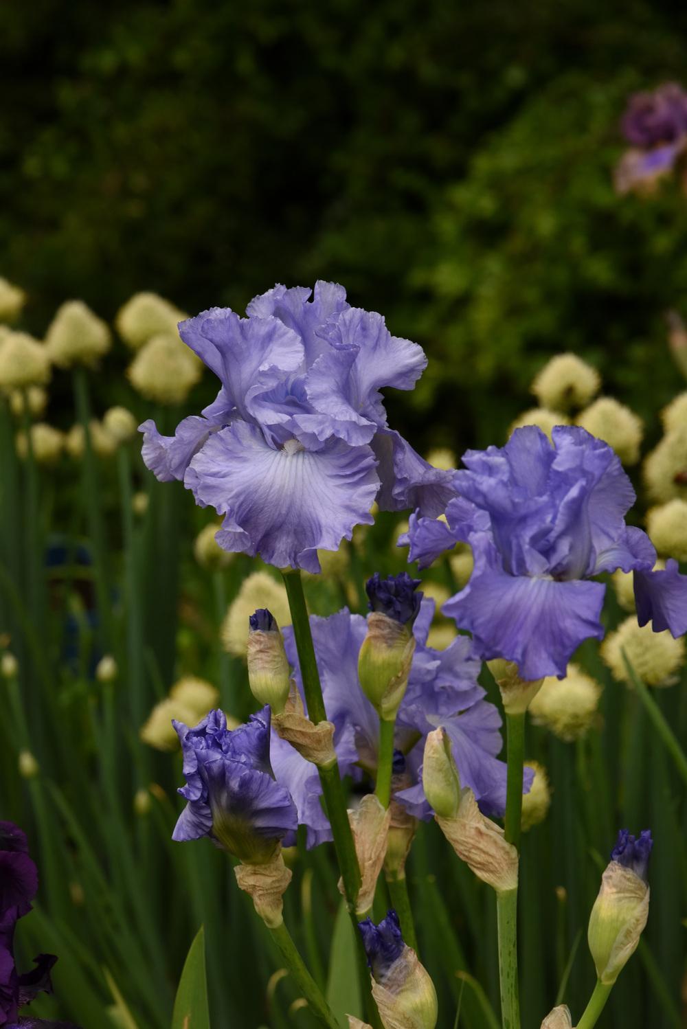 Photo of Tall Bearded Iris (Iris 'Delta Blues') uploaded by cliftoncat