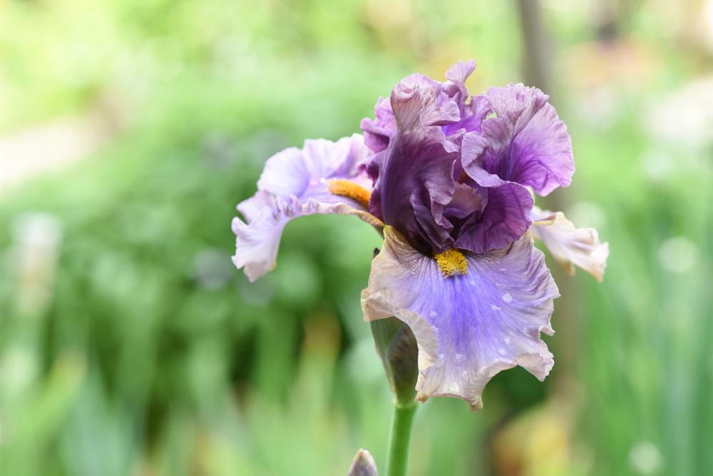 Photo of Tall Bearded Iris (Iris 'Crash Course') uploaded by cliftoncat