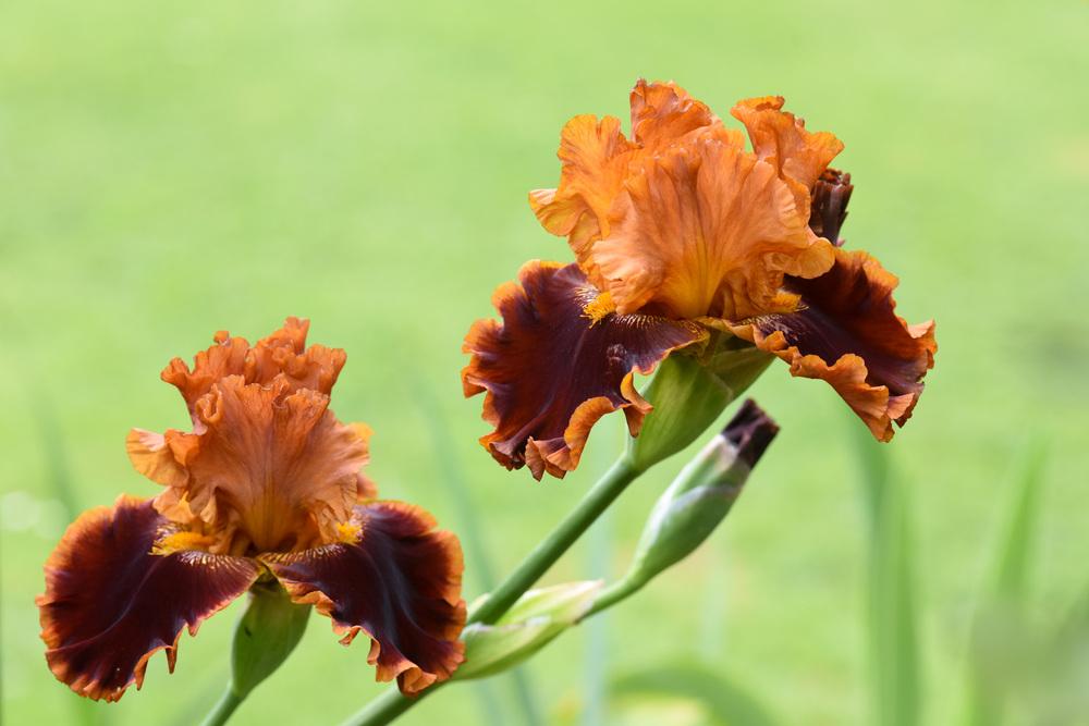 Photo of Tall Bearded Iris (Iris 'Copatonic') uploaded by cliftoncat