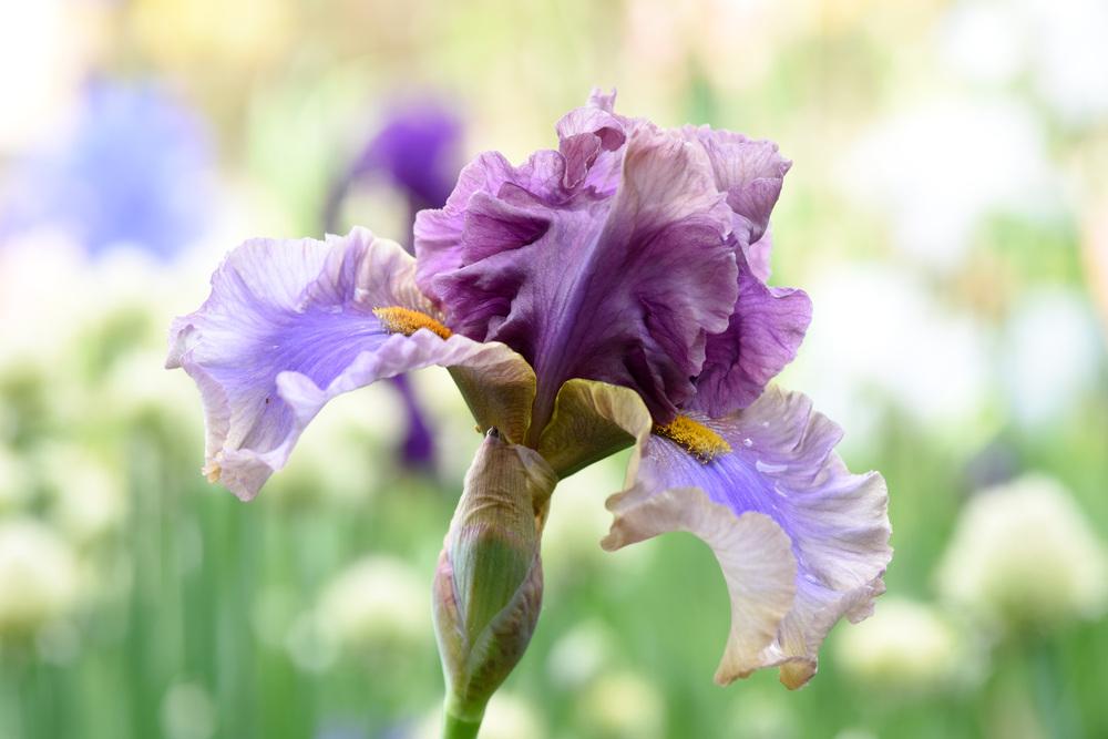 Photo of Tall Bearded Iris (Iris 'Crash Course') uploaded by cliftoncat