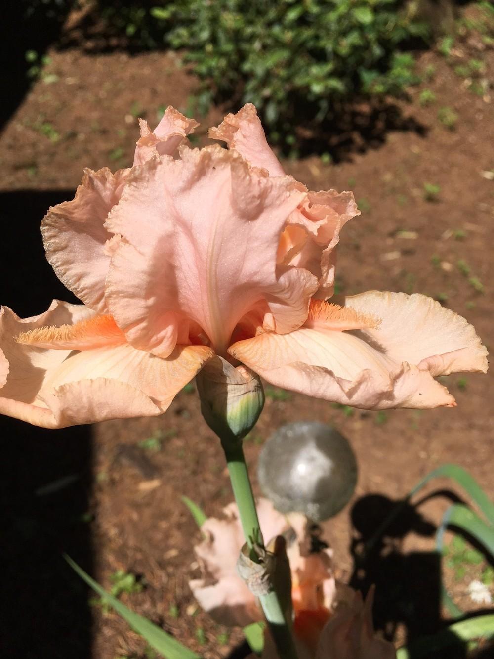 Photo of Tall Bearded Iris (Iris 'Coral Point') uploaded by lharvey16