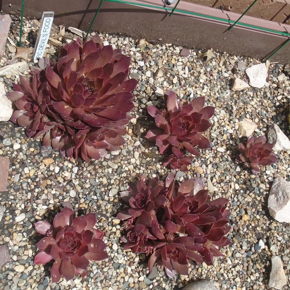Photo of Hen and Chicks (Sempervivum 'Pacific Devil's Food') uploaded by stilldew