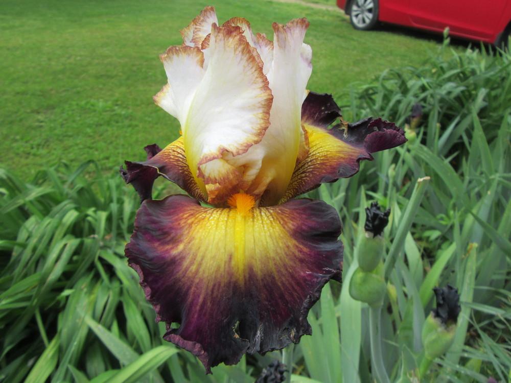 Photo of Tall Bearded Iris (Iris 'Superhero') uploaded by tveguy3