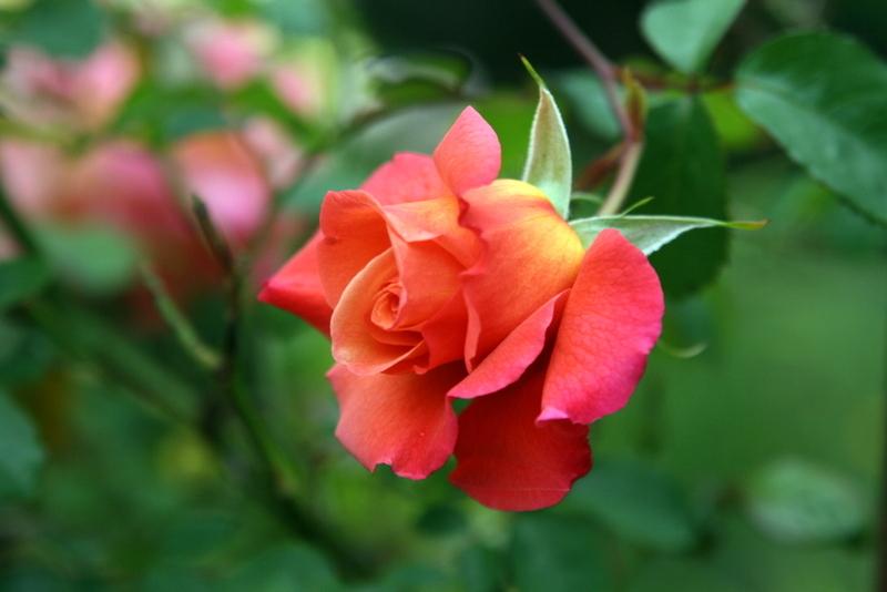 Photo of Shrub Rose (Rosa 'Freisinger Morgenrote') uploaded by Calif_Sue
