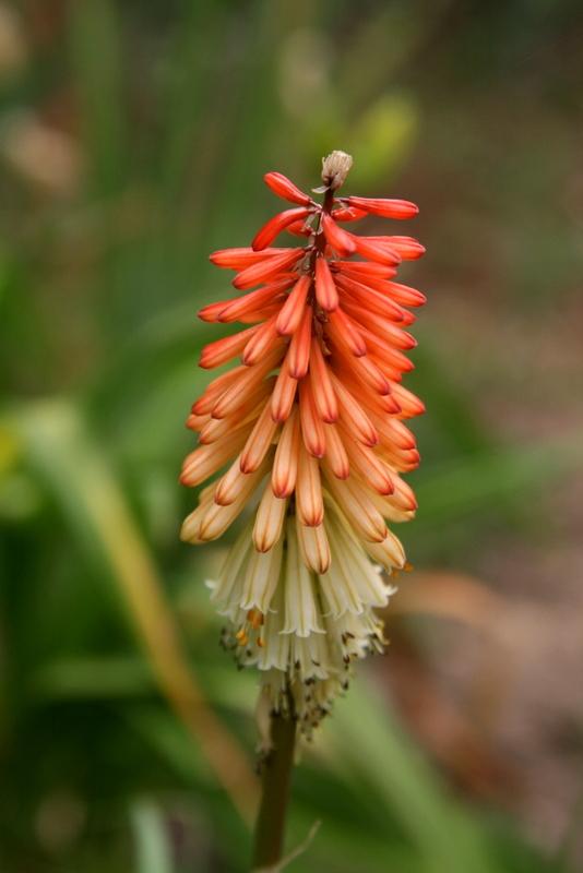 Photo of Torch Lilies (Kniphofia) uploaded by Calif_Sue