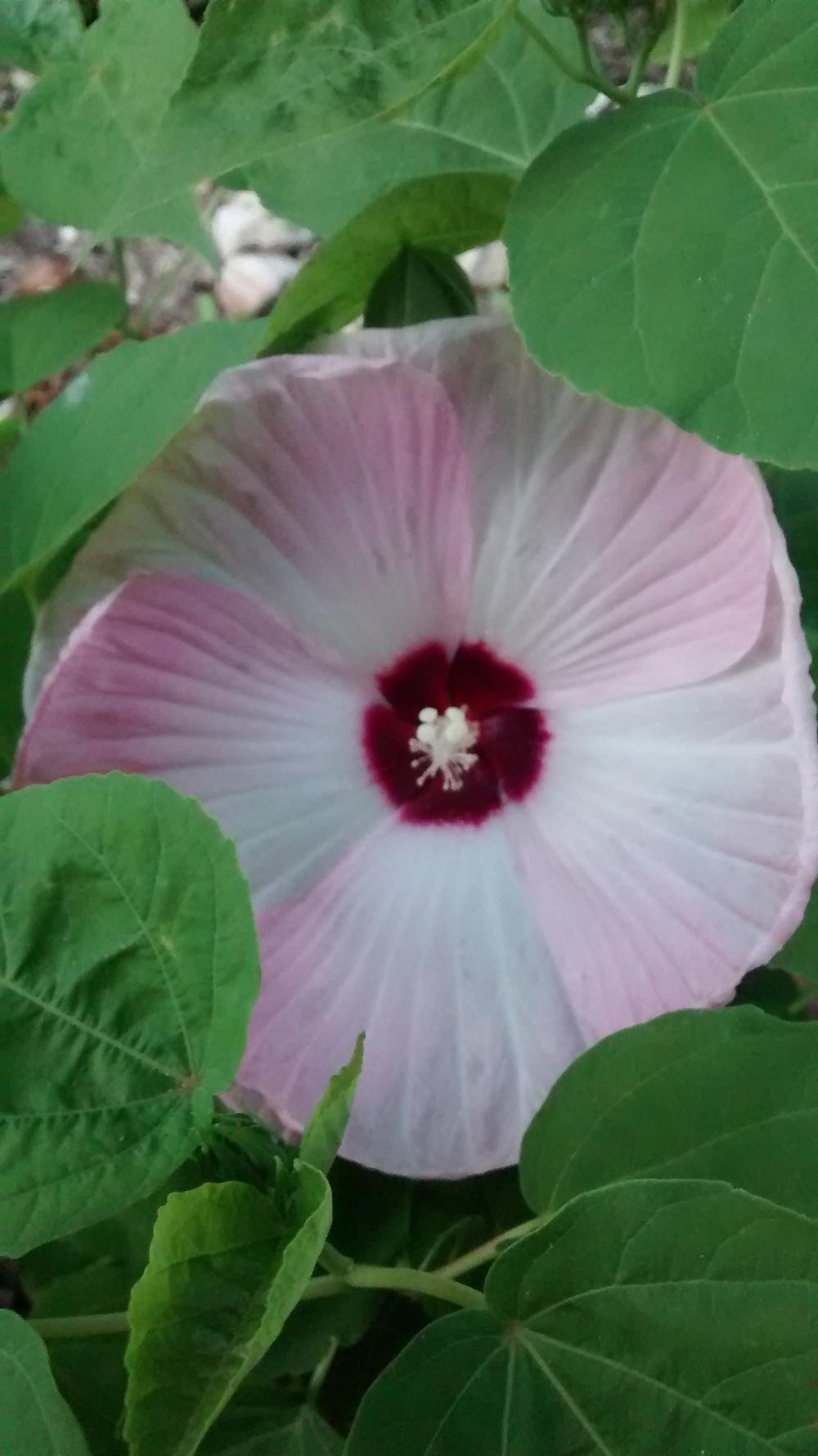 Photo of Hybrid Hardy Hibiscus (Hibiscus Luna™ Pink Swirl) uploaded by DraDiana