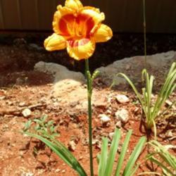 Location: Van Buren, MO
Date: 2016-06-25
If I were allowed only 1 Daylily, this is the one.