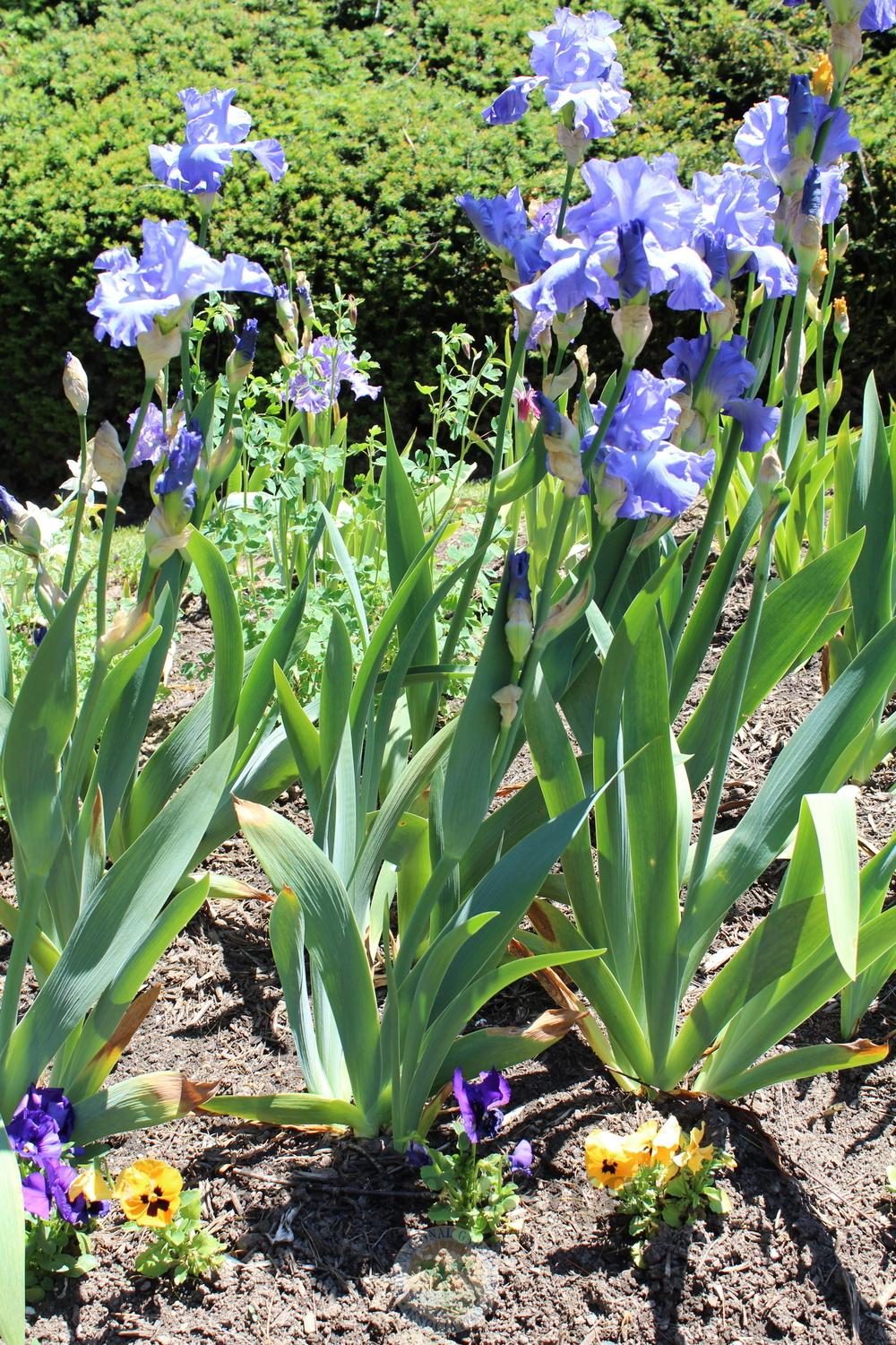 Photo of Tall Bearded Iris (Iris 'Chou Bleu') uploaded by HighdesertNiki