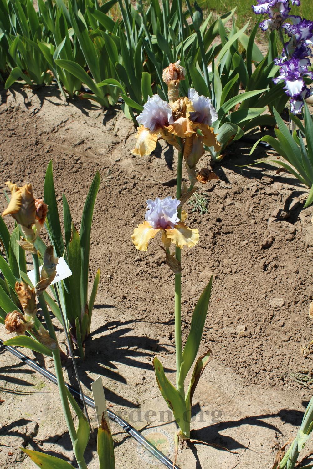 Photo of Tall Bearded Iris (Iris 'Cinderella's Secret') uploaded by HighdesertNiki