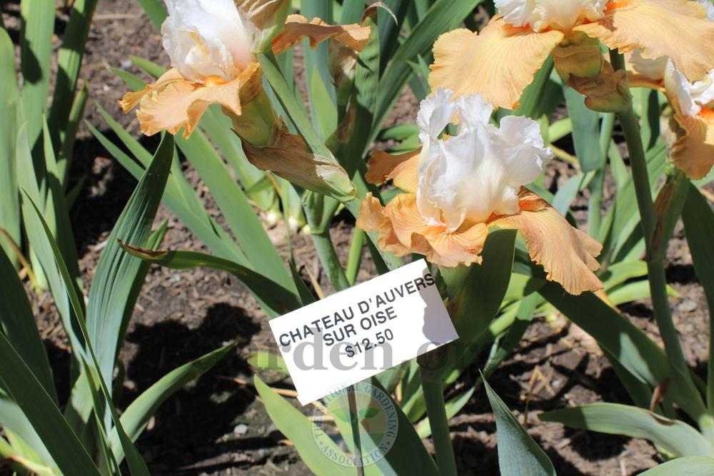 Photo of Tall Bearded Iris (Iris 'Château d'Auvers sur Oise') uploaded by HighdesertNiki