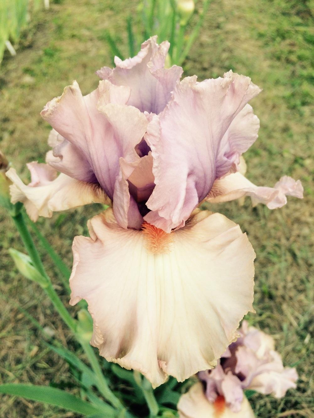 Photo of Tall Bearded Iris (Iris 'Romantic Melody') uploaded by Lbsmitty