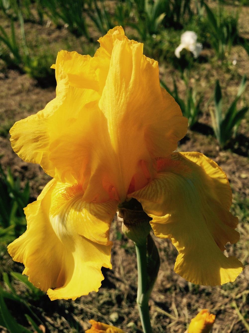 Photo of Tall Bearded Iris (Iris 'Well Endowed') uploaded by Lbsmitty